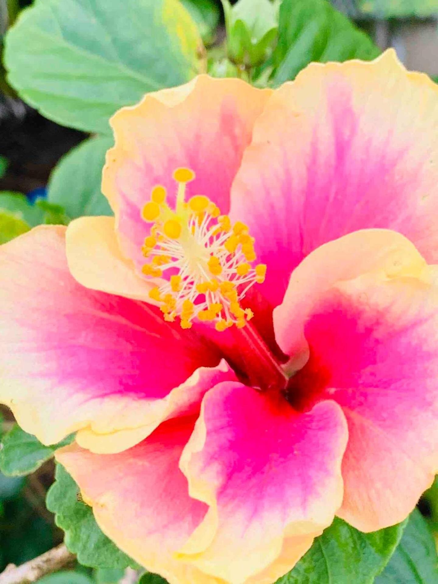 North Shore Garden Suite Haleiwa Εξωτερικό φωτογραφία
